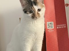 -半岛宠物医院24小时·内窥镜·牙科·碎石中心(府城大道店)