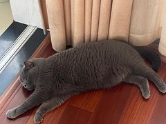 -芭比堂宠物医院·全科爱猫医院·仁德分院