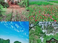 -上海共青森林公园