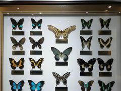 -上海昆虫博物馆