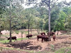 -清迈夜间动物园