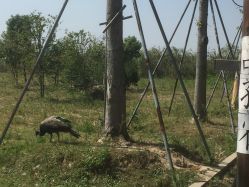 -水八仙生态园
