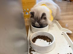 -滚猫咖啡·猫咖·猫友好撸猫(未来城店)