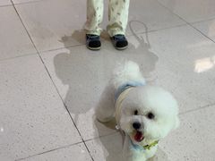 -帕帕拉兹宠物(亚洲旗舰店)