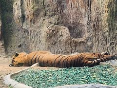 -北京野生动物园