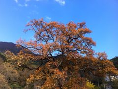 -塔川景区