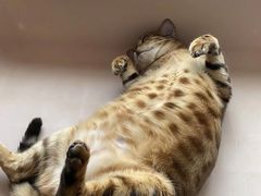 -爱侣宠医·鹦鹉专科·小型哺乳类·异宠专科(灵石路店)