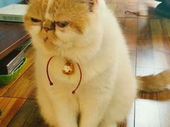 -猫咪咖啡·猫咖(万达广场店)