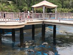 -广东惠东海龟国家级自然保护区