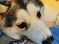 -Husky Go! 哈士奇体验馆·宠物咖啡厅狗咖
