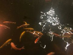 -湖鲜楼
