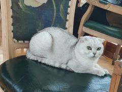 -猫小院猫主题餐厅(三里屯店)