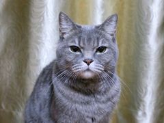 -萌兽医馆·宠物医院·猫骨科(创景店)