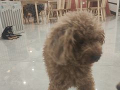 -柴犬小屋·柴餐厅·狗咖食堂(金鼎广场店)