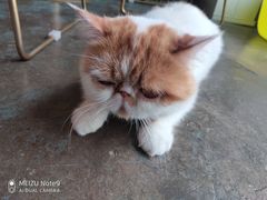 -喵屿·大理花园猫咖