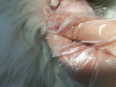 -瑞派福兴宠物医院犬猫全科·骨科·中西医结合(河东店)