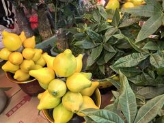 -越秀西湖花市(广州城市广场花卉店)