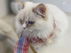 -怪兽屋·羊驼·猫咖·狗咖(俊华广场店)