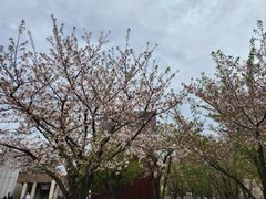 -龙美术馆(西岸馆)