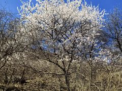 -香山公园