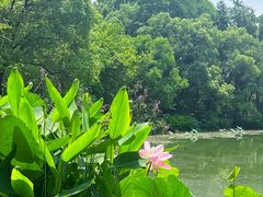 -东湖落雁景区