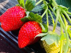 -南国桃园旅游度假区