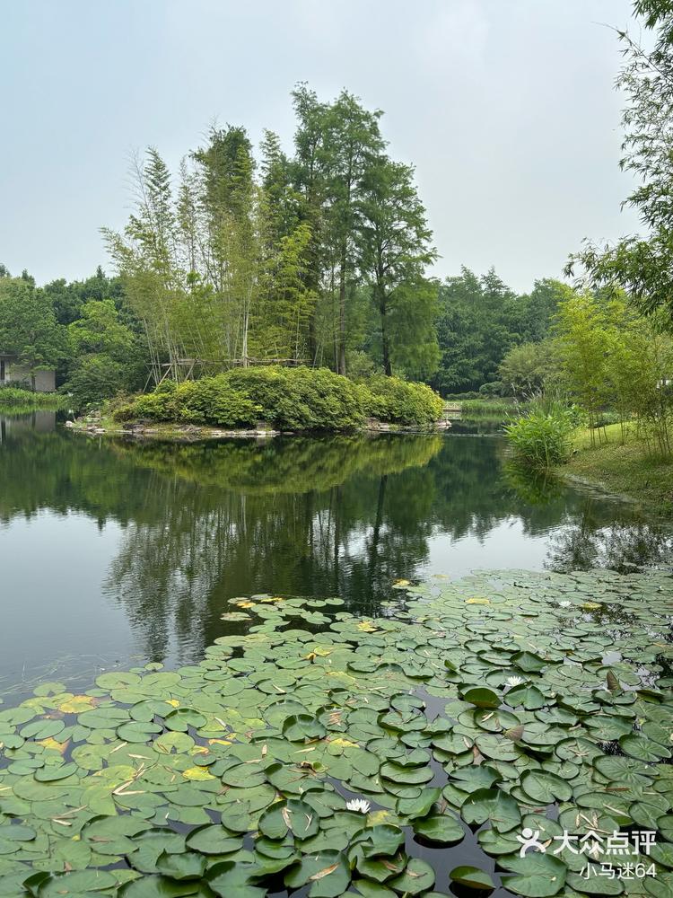 宁波植物园竹园图片