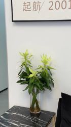 -熙朵美学植发·连锁品牌