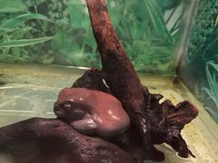 -上海大自然野生昆虫馆(东方明珠·爬宠昆虫探索中心)