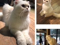 -more than meow吴止猫主题餐厅(承德 中船汇店)