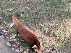 -合肥野生动物园
