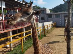 -西霞口神雕山野生动物世界