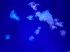 -南昌海洋公园