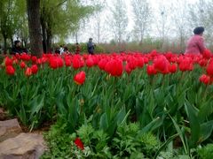 -洛阳郁金香牡丹园