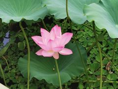 -荔湾湖公园
