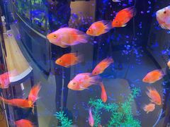 -丁大房(明德广厦店)