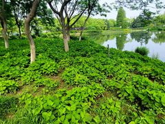 -金银湖国家城市湿地公园