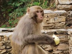 -北京上方山国家森林公园