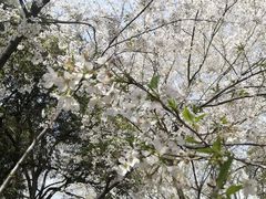 -武汉大学-樱园