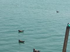 -海驴岛(荣成市)