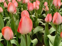 -洛阳郁金香牡丹园