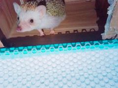 -仁华宠物医院(青羊店)