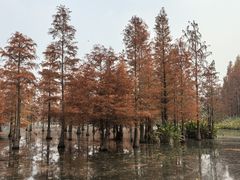 -白鹭湾湿地公园