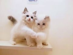 -十年猫舍·猫咪专门店(普陀店)