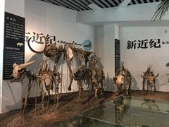 -烟台自然博物馆