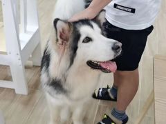 -李小姐の猫咖啡馆(五角场店)