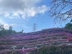 -深圳仙湖植物园