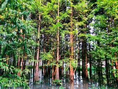 -桤木河湿地公园