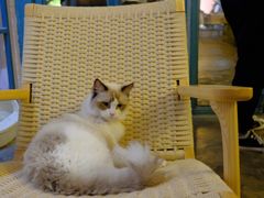 -喵屿·大理花园猫咖