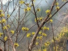 android_upload_pic-云台山风景名胜区